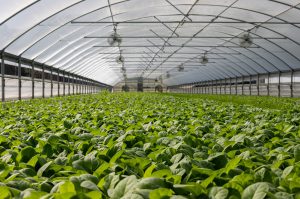 farming