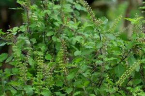 tulsi