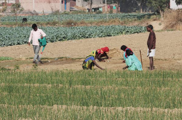 अगस्त माह में खेती से जुड़े काम