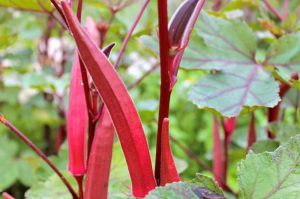 bhindi