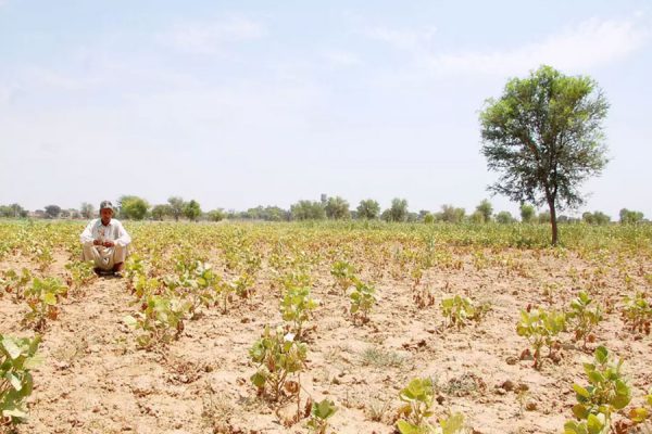 अक्तूबर महीने में फसल संबंधित सलाह