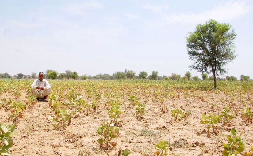 अक्तूबर महीने में फसल संबंधित सलाह