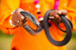 Superstitions : सांप से जुड़े मिथक का सच