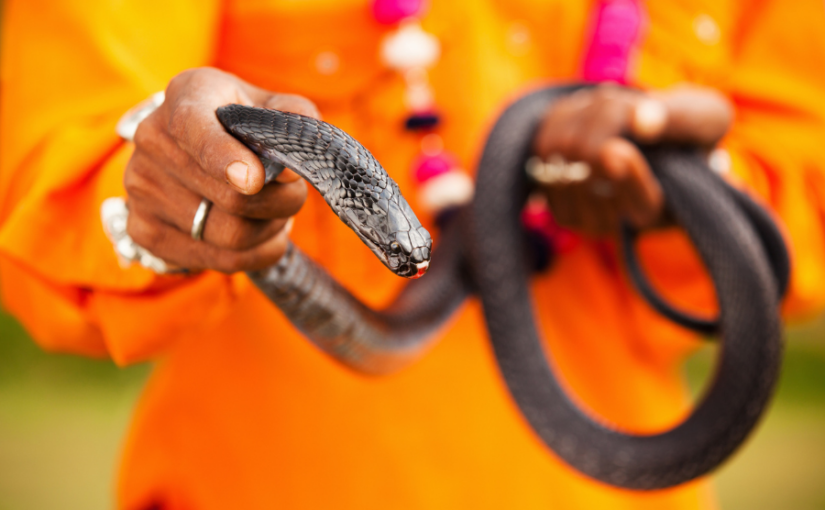 Superstitions : सांप से जुड़े मिथक का सच