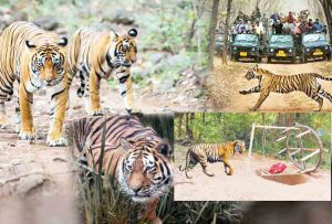खतरे में टाइगर