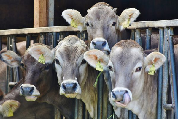 लूट का जरिया: फसल व पशु बीमा योजना