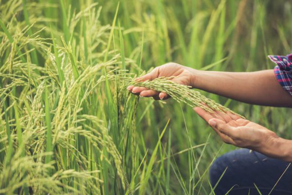 औषधीय व सुगंधित पौधों की जैविक विधि से खेती
