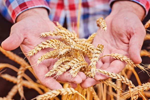 प्राकृतिक खेती : कम लागत सुरक्षित उपज
