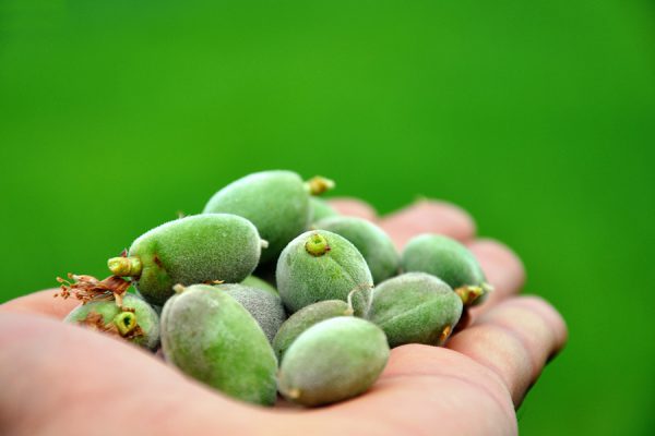 इन 3 बीमारियों को जड़ से खत्म करने के लिए करें हरे बादाम का सेवन