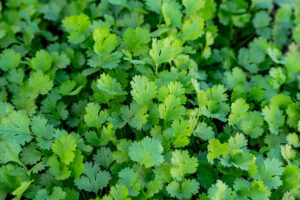 Green Coriander : स्वाद और सेहत का खजाना है हरा धनिया, सर्दियों में इसे खाने के हैं ढेरों फायदे