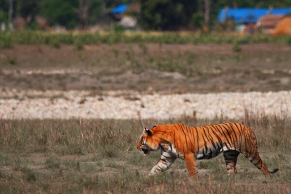 Wild Animals : शहरों में हिंसक जानवरों का बढ़ता खतरा