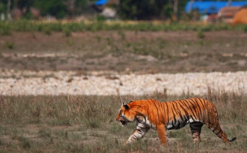Wild Animals : शहरों में हिंसक जानवरों का बढ़ता खतरा