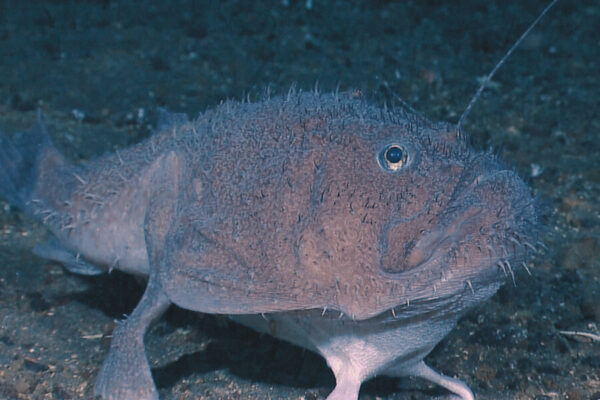 Anglerfish की कहानी जो सोशल मीडिया पर छा गई