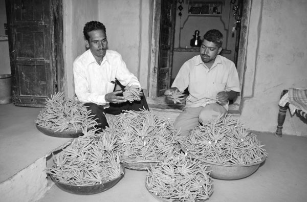 कीमतें बढ़ने से सफेद मूसली उगाने वाले किसानों में जोश