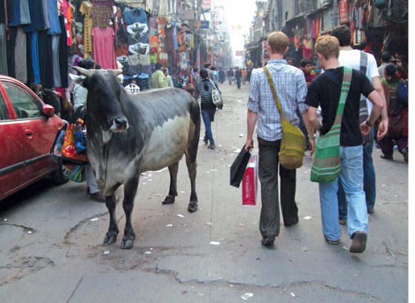 लोगों पर भारी पशुओं की आवारगी