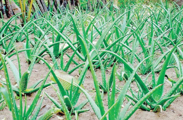 खेती से राष्ट्रीय स्तर पर बनाई पहचान