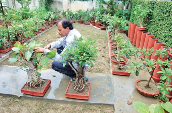 बोनसाई से पाएं रोजगार व आमदनी