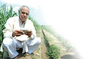 गन्ने की अंत:फसली खेती बढ़ाए आमदनी