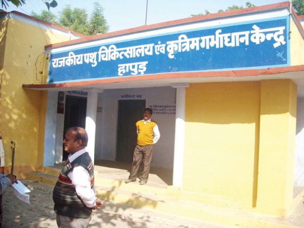 ऐसे करें मवेशियों का शुरुआती इलाज