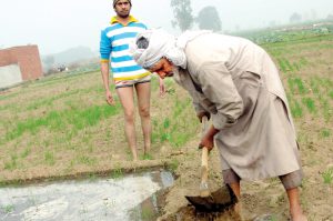 गेहूं की वैज्ञानिक खेती