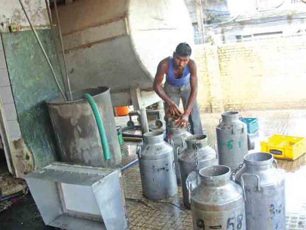 कैसे शुरू करें अपना डेरी फार्म