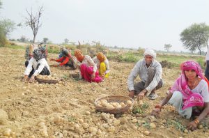 पोटैटो डिगर से करें आलुओं की खुदाई