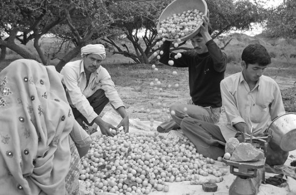 बेर के पेड़ों की काटछांट और हिफाजत