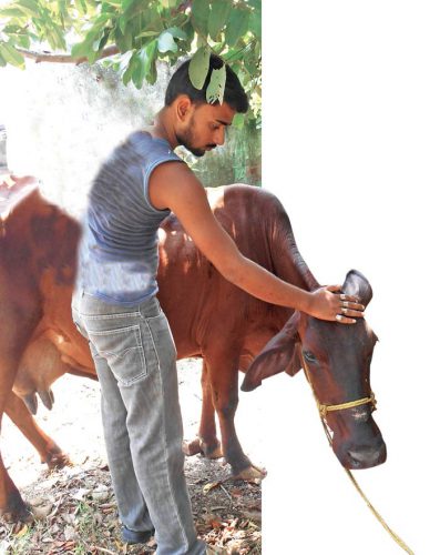 दुधारू पशुओं की देखभाल
