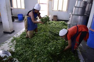 ज्यादा कमाई के लिए किसान करें सब्जियों की प्रोसेसिंग
