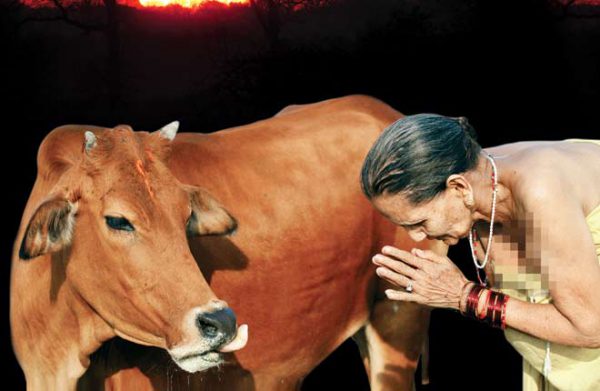 धर्म का जाल: गो भक्ति के नाम पर दान का धंधा