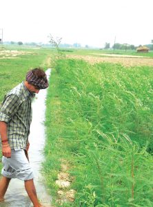 आधुनिक कृषि में हरी खाद की बढ़ती जरूरत