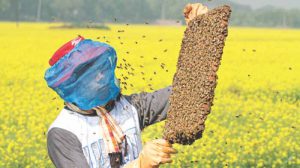 मधुमक्खी पालन : रोजगार की मीठी उड़ान
