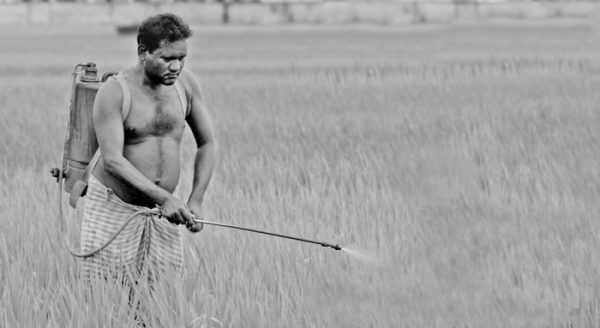 खड़ी फसलों में यूरिया का पर्र्र्र्णीय छिड़काव कब और कैसे