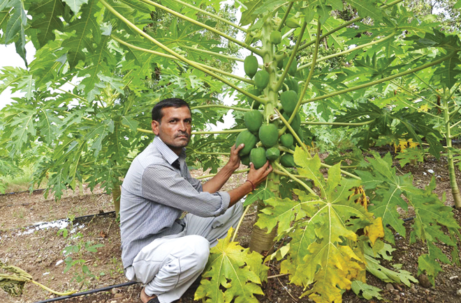 पपीते के कीड़ों व रोगों की रोकथाम