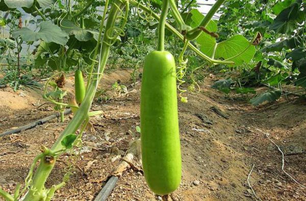 लौकी की खेती – बीजों की जानकारी व कीटरोगों से बचाव