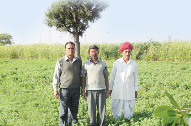 मसाला व औषधीय फसल मेथी