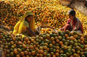 नींबू प्रजाति के फलों की खेती