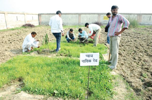 प्याज बीज उत्पादन की वैज्ञानिक विधि