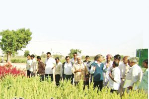 पौष्टिकता से भरपूर राजगिरा