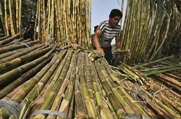 गन्ना किसानों की बल्ले बल्ले
