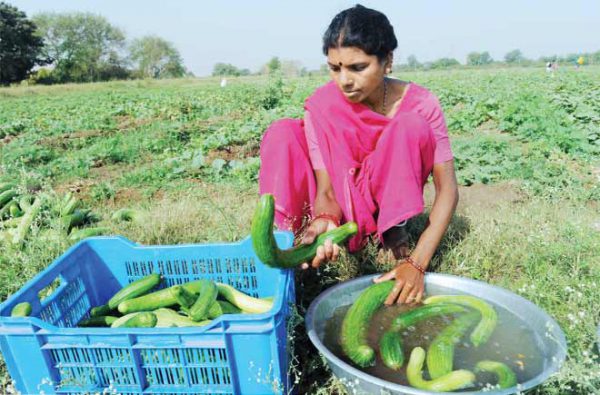 तोड़ाई के बाद सब्जियों का प्रबंधन